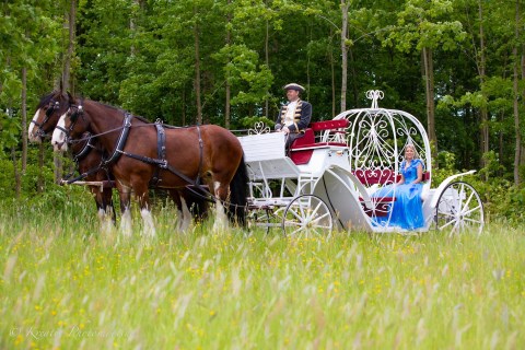Hochzeitspferde - wedding horses, Hochzeitsauto · Kutsche Hamm, Kontaktbild